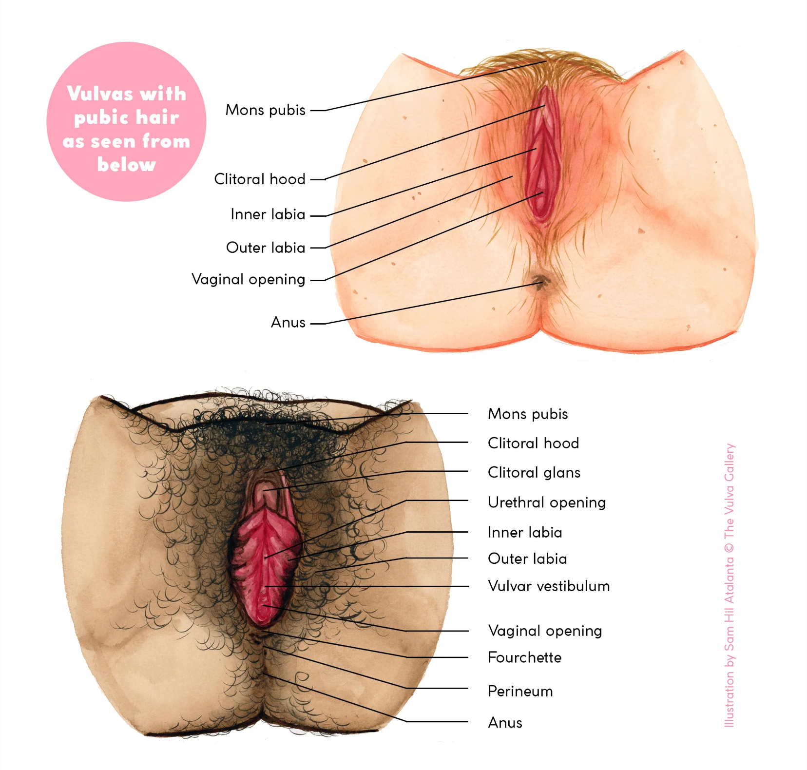 anatomia de la vulva 